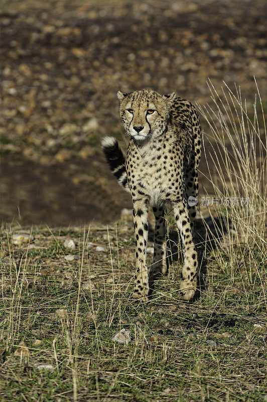 猎豹(Acinonyx jubatus)是一种大型猫科动物(Felidae, Felinae亚科)，生活在非洲大部分地区和中东部分地区。猎豹比其他陆地动物跑得快。肯尼亚马赛马拉国家保护区。